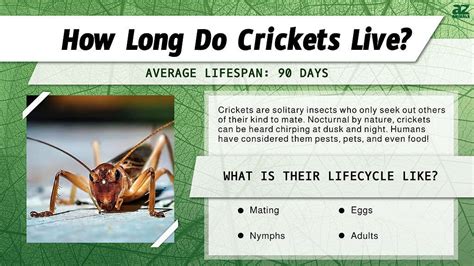 Cricket Life Cycle