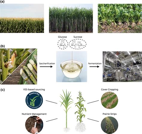 First‐generation Biomass Feedstocks A Three Common Forms Of Download Scientific Diagram