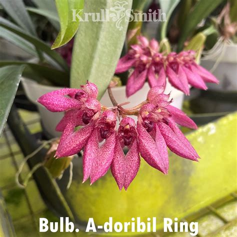 Bulb A Doribil Ring