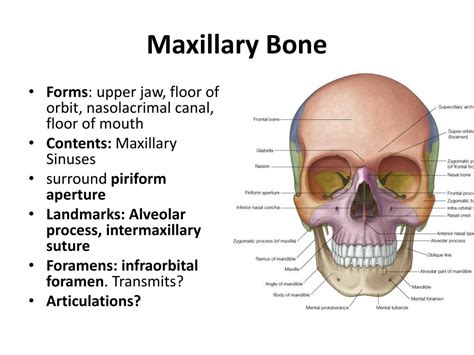 PPT - The Skull I PowerPoint Presentation, free download - ID:5259261