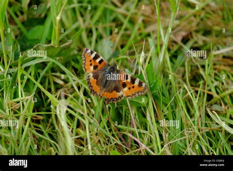 Tortoise Shell Butterfly Stock Photo Alamy