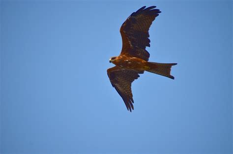 Коршун в полете - 69 фото