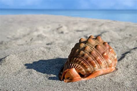 Consejos Y Trucos Para Cocer Caracol De Mar