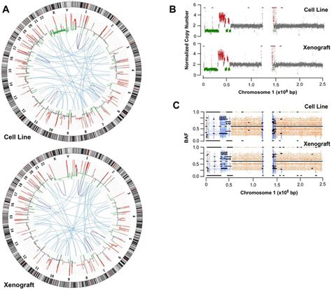 Copy Number Variations Inter And Intra Chromosomal Rearrangements And