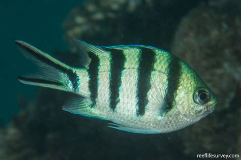 Abudefduf Sexfasciatus Scissor Tail Sergeant ReefLifeSurvey