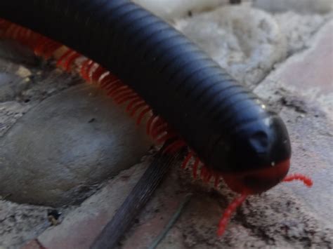 Top 5 Worst Bugs Of Africa World Schooling Exploramum
