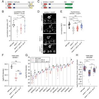 UBR 5 Regulates SWI SNF Protein Levels A In Scale Schematic