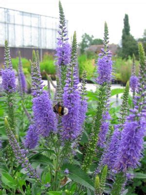 Veronica Longifolia Blauriesin Flowers Perennials Perennial Garden