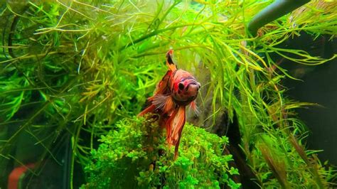 When To Start Feeding A New Betta Fish Mine Is Not Eating Acuario Pets