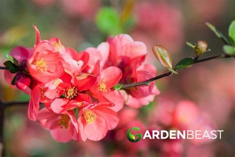 Guide To Flowering Quince How To Grow And Care For “chaenomeles” Shrubs