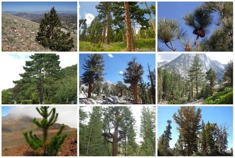 15 Types Of Pine Trees In California Southern And Northern