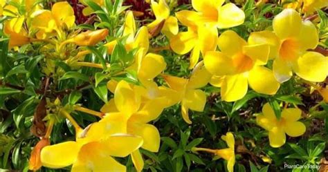 Is The Allamanda Plant Poisonous?