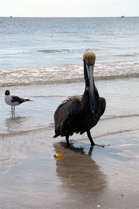 Free Images Sea Sand Ocean Seabird Wildlife Beak Fauna Birds