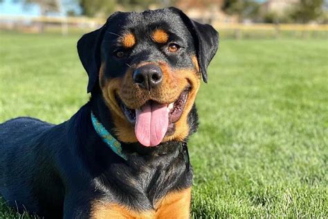 American Rottweiler Vs German Rottweiler Whats The Difference