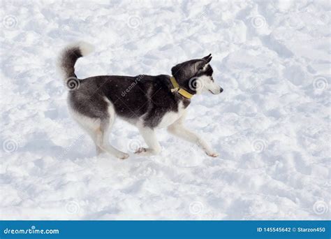 Il Husky Siberiano In Bianco E Nero Sveglio Sta Correndo Su Una Neve