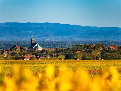 Very Beautiful Yellow Alsace Vineyards In The Fall After Grape Harvest