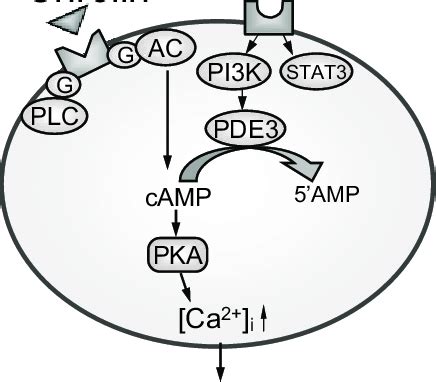 Proposed Model For Signaling Cross Talk Between Ghrelin And Leptin In