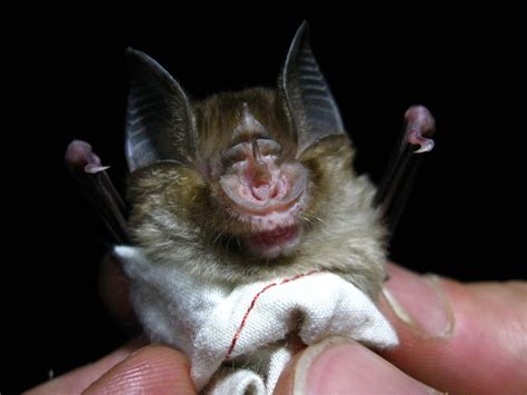 African Bat Pictures National Geographic