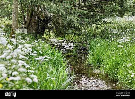Brook And Trees Hi Res Stock Photography And Images Alamy