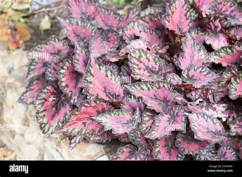 Rex Begonia Begonia Rex Hi Res Stock Photography And Images Alamy
