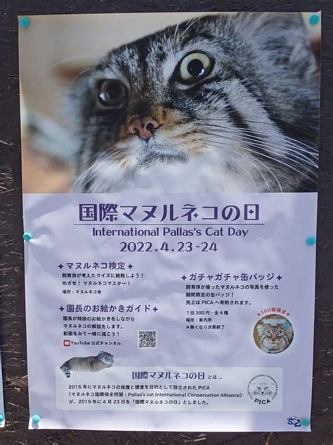 国際マヌルネコの日 2022423 ①～タビーさんマヌルロックに現る（埼玉県こども動物自然公園） 続々・動物園ありマス。