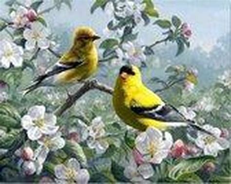 Diamond Painting Vogels X Cm Maak Zelf De Mooiste