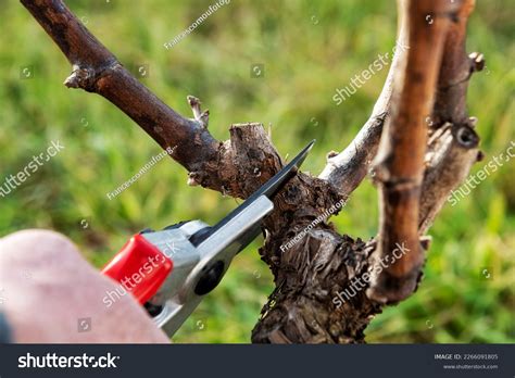 244 Guyot Plein Images Stock Photos 3d Objects And Vectors Shutterstock