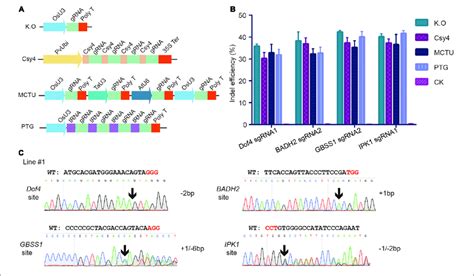 Multiples Genome Editing In Foxtail Millet Using The Crispr Cas