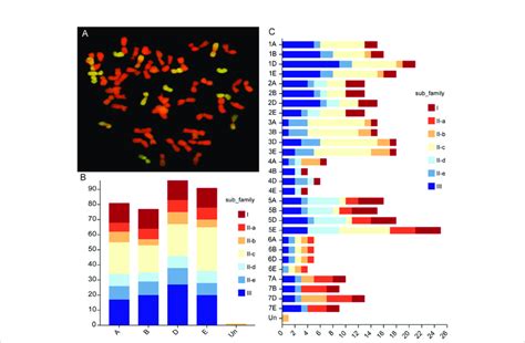 Chromosome Configuration And Distribution Of Wrky Genes In Tritipyrum