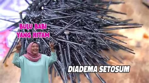 Berburu Dan Mengolah Bulu Babi ENAH BIKIN ENAK 07 06 22 YouTube