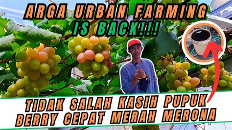 BUAH ANGGUR ANYUTA AMPRAK AMPRAKAN BEGINI CARA CEPAT AGAR WARNA BUAH