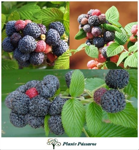 Framboesa Negra Mysore Rubus Niveus 50 Sementes P Mudas MercadoLivre