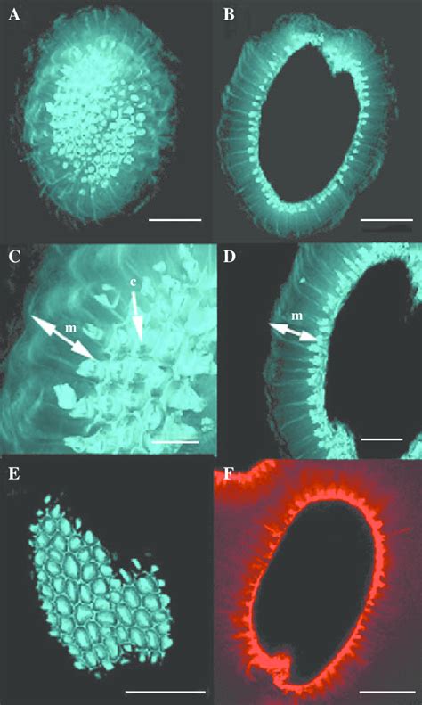 Staining Of B Glycans In The Inner Layer Of Arabidopsis Seed Mucilage