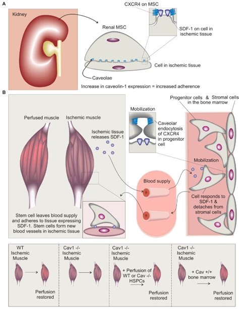 Caveolin Regulation Of Progenitor Cell Homing And Mobilization A