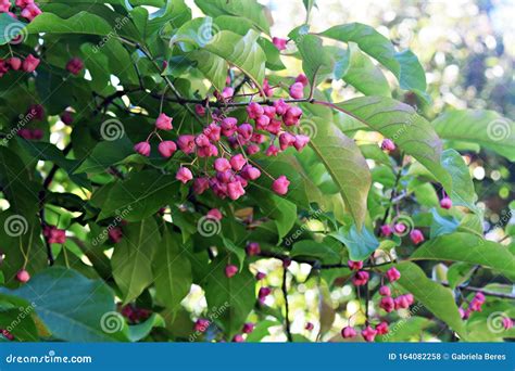 Branches With Fruits Of Euonymus Hamiltonianus Stock Photo Image Of