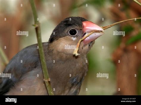 Feeding juvenile Java Sparrow or Java Finch (Padda oryzivora) a.k.a. Javan Rice Bird Stock Photo ...