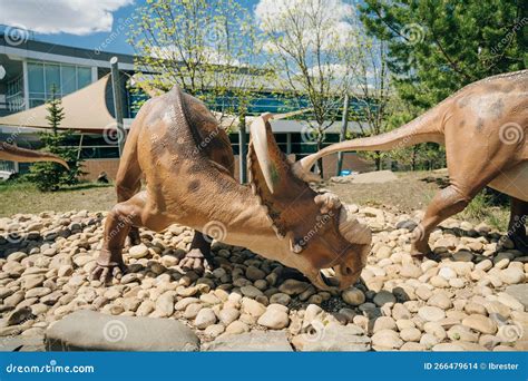 Drumheller Alberta May Triceratops Preparing To Defend Itself