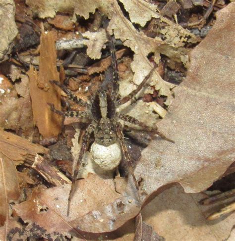 Spiders Of North Carolina