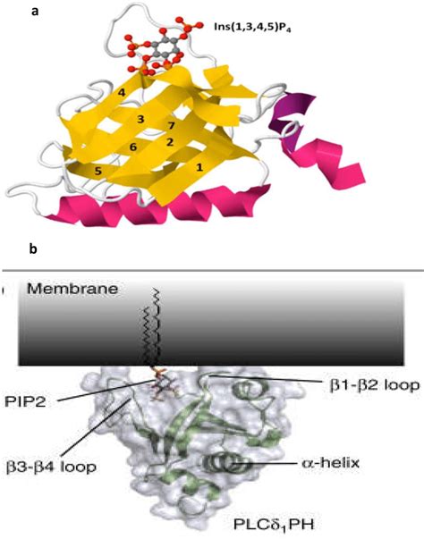 Structure Of Two Ph Domains In Interaction With Ptdins The Ph Domain