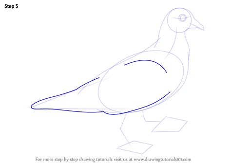 How To Draw A Pigeon Birds Step By Step