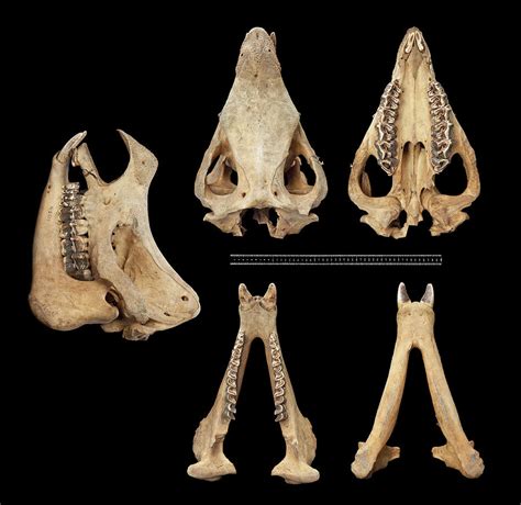 Javan Rhinoceros Skull Anatomy Photograph by Science Photo Library - Pixels