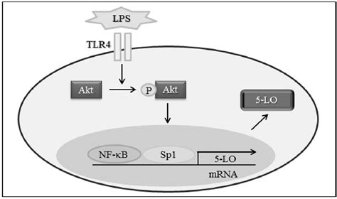 Schematic Diagram Showing The Signal Pathways Involved In Lps Induced