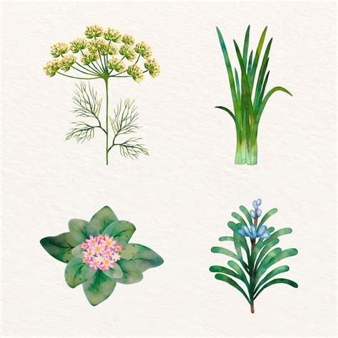 Premium Vector Watercolor Herbs Illustration Collection Illustration