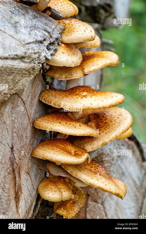 Los Hongos Crecen En El Extremo De Un Rbol Fotograf A De Stock Alamy