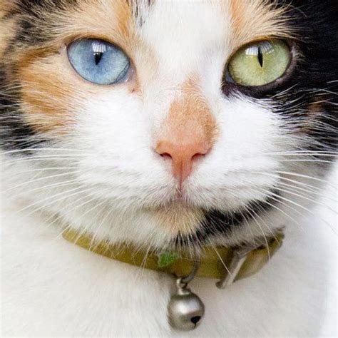 1000+ images about Cats-Blue and Amber Eyes... on Pinterest | Different ...