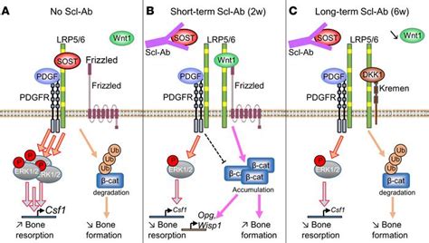 JCI Insight Sclerostin Blockade Inhibits Bone Resorption Through PDGF