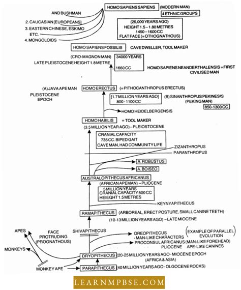 NEET Biology Notes – Evolution Of Man – Learn MPBSE