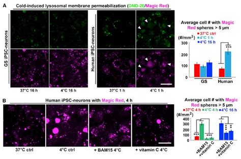 Researchers Cite Magic Red Cathepsin B Assay