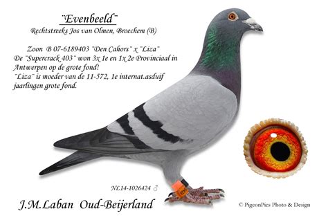 Postduiven.Laban: PigeonPics foto's!