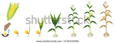 Cycle Growth Corn Plant On White Stock Vector (Royalty Free) 1136232086